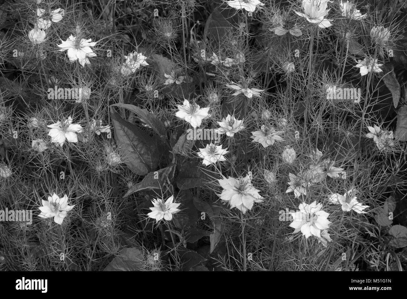 Mix denso di nigella fiori con fogliame frondy riempie un giardino letto di fiori - noto anche come amore-in-un-nebbia o il diavolo in una boccola - elaborazione monocromatica Foto Stock