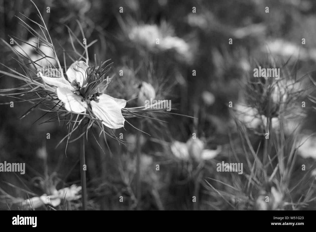 Delicato amore-in-un-nebbia fiore nel fuoco selettivo contro un aiuola piena di nigella piante - elaborazione monocromatica Foto Stock