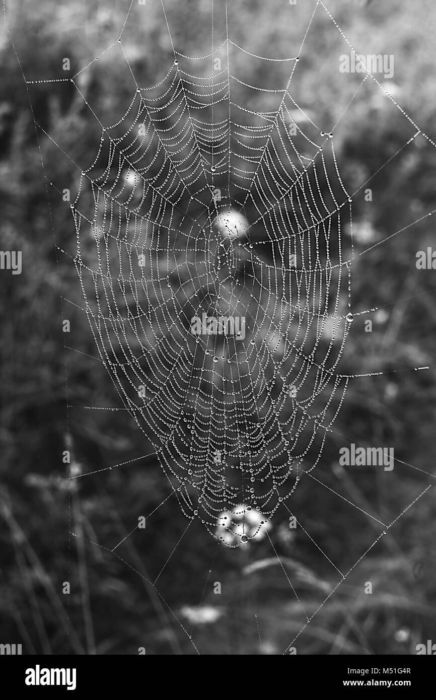 Icona Dettagli, fotografia macro, spiderweb, bianco e nero, acqua, gocce, collana, collana di acqua, collana di diamanti, la collana di diamanti Foto Stock