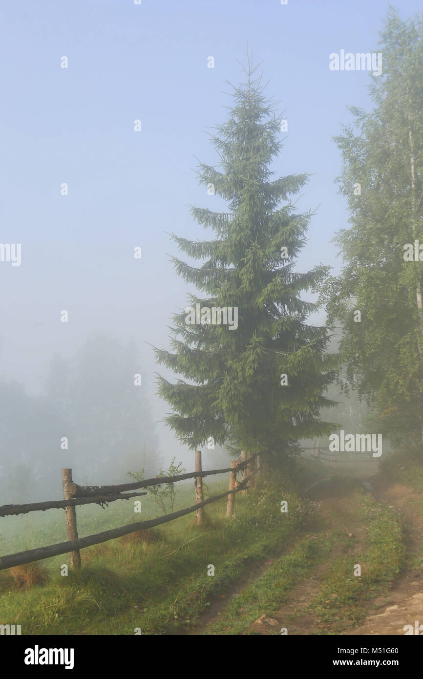Abete rosso, recinzione, road, fiori, urti attraverso la nebbia, betulla, villaggio, Campo, Prato, celesti mattina, il giorno, naturali, legno, estate, mattina, verde Foto Stock