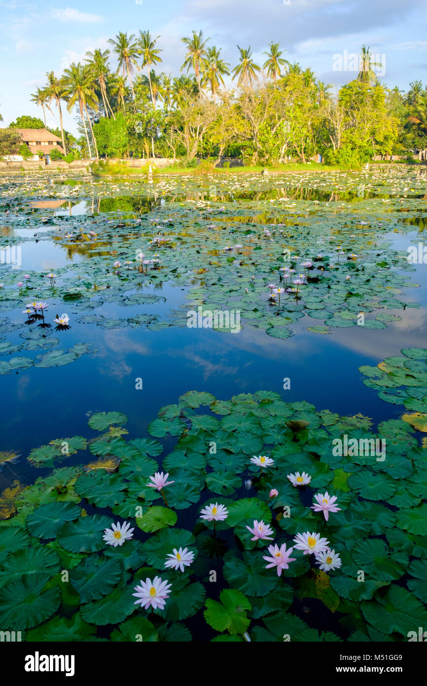 Acqua lillies sul denominata erroneamente 'Lotus Pond' dopo l'alba, Candidasa,, Bali, Indonesia. Foto Stock