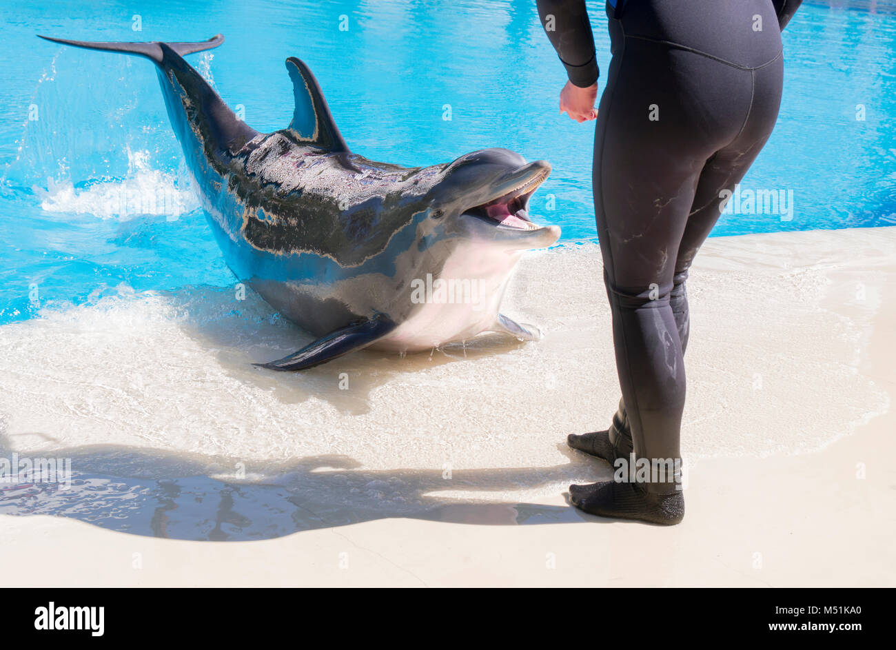Giovane e sorridente dolphin schizzi fuori del pool per essere alimentato dal suo trainer Foto Stock