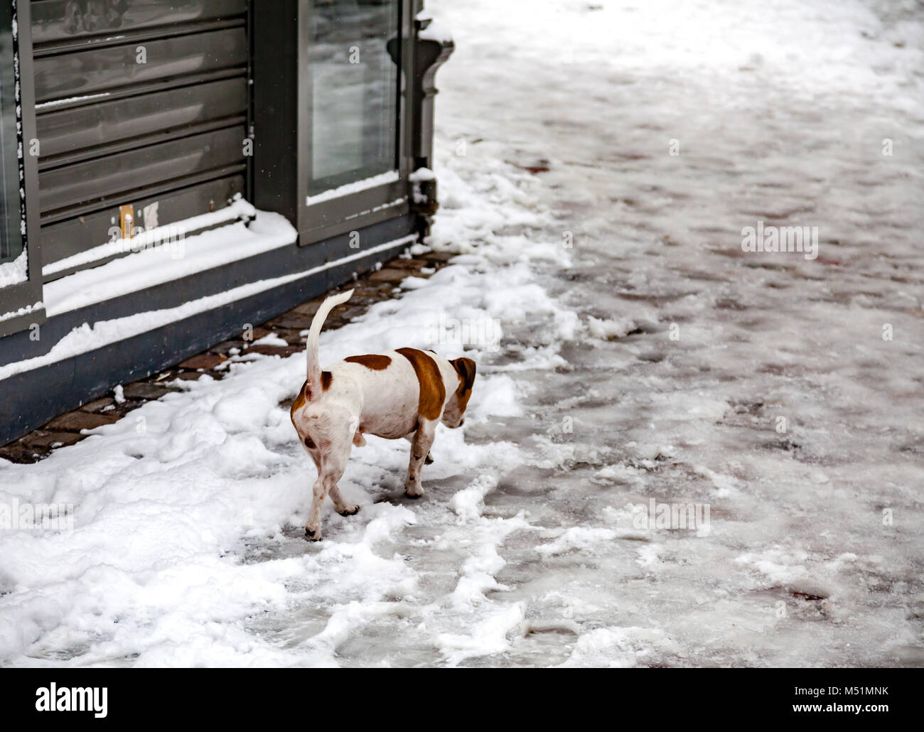 Cane a camminare sulla strada congelati a Parigi Foto Stock