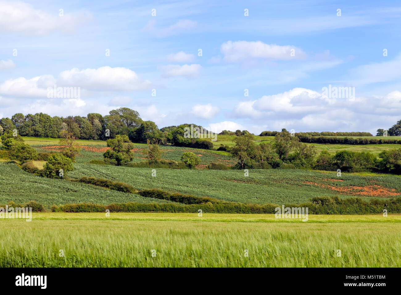 Grano verde i campi agricoli, con un paese di incrocio di sentieri pedonali, siepe, bosco sulla collina, in una campagna inglese, su una soleggiata giornata estiva . Foto Stock