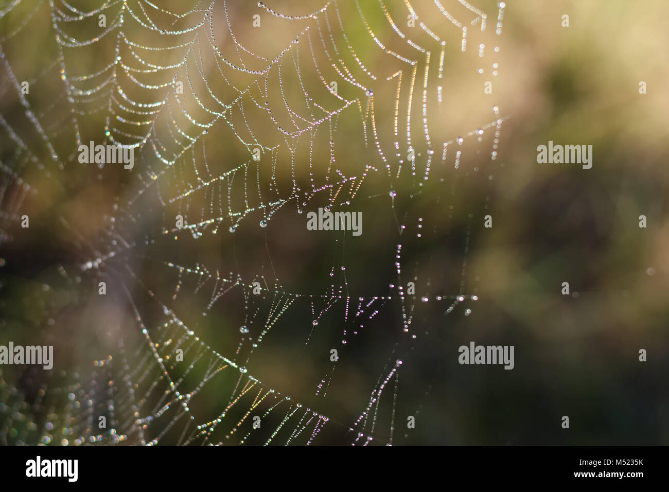 Spider Web con sfondo colorato, serie natura Foto Stock
