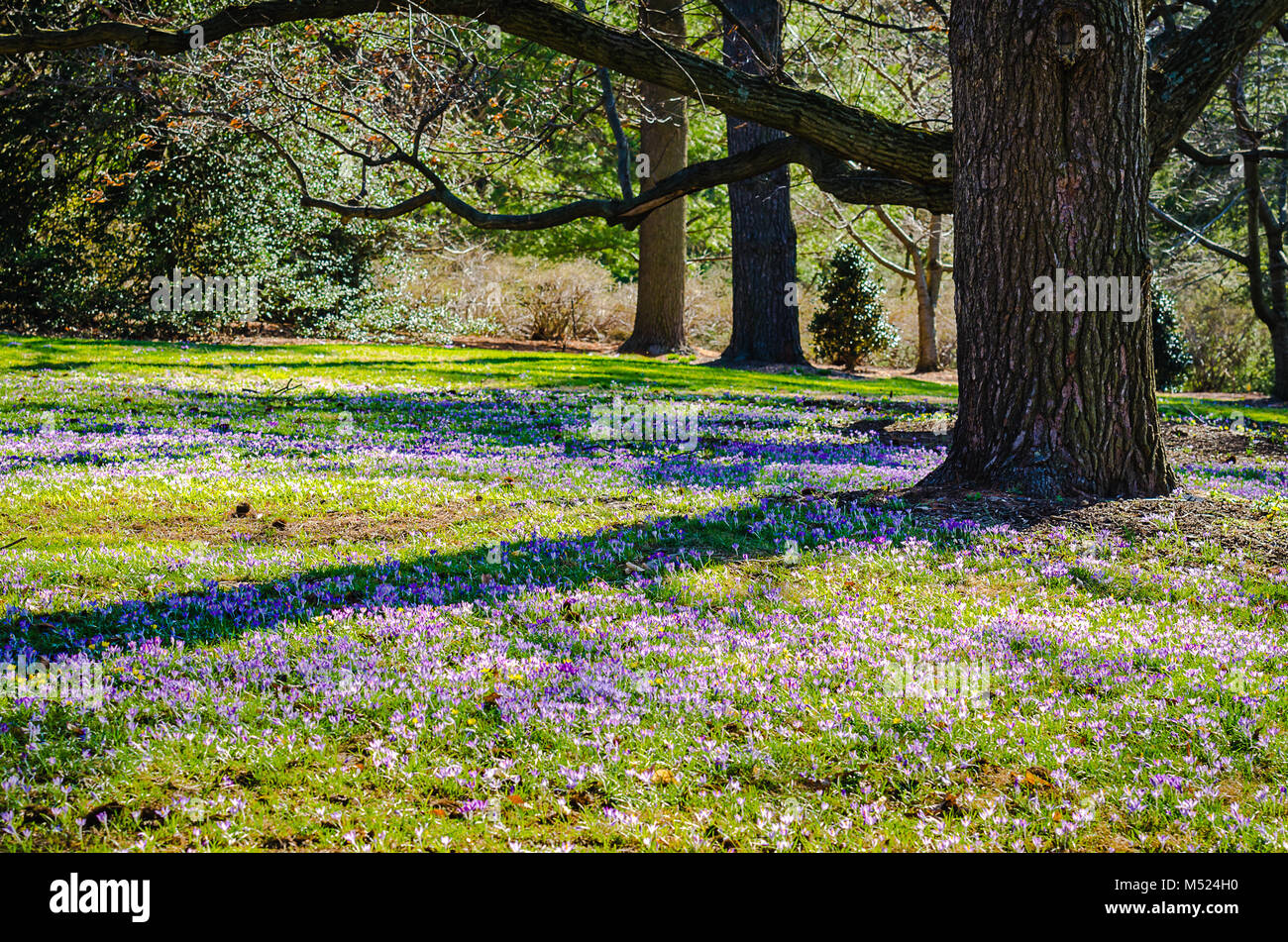 Campo di viola crocus (crocus sativus), fiori di primavera fiorisce, sotto alberi di quercia a Longwood Gardens, un americano giardino botanico in Kennett Foto Stock