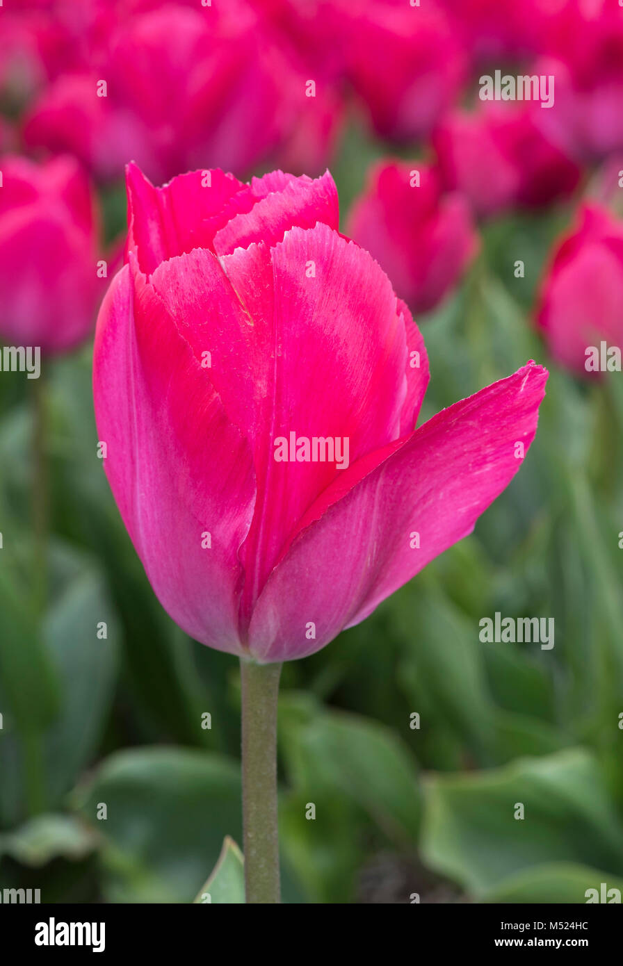 Pink Tulip blossom della signora van Eijk,Bollenstreek,Olanda Foto Stock