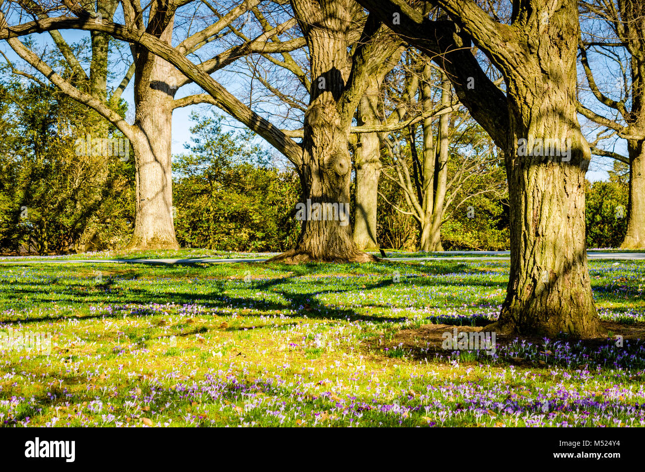 Campo di viola crocus (crocus sativus), fiori di primavera fiorisce, sotto alberi di quercia a Longwood Gardens, un americano giardino botanico in Kennett Foto Stock