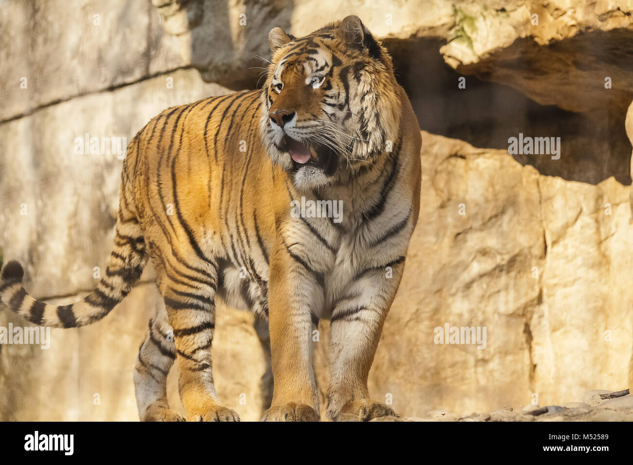Indian Tiger Foto Stock