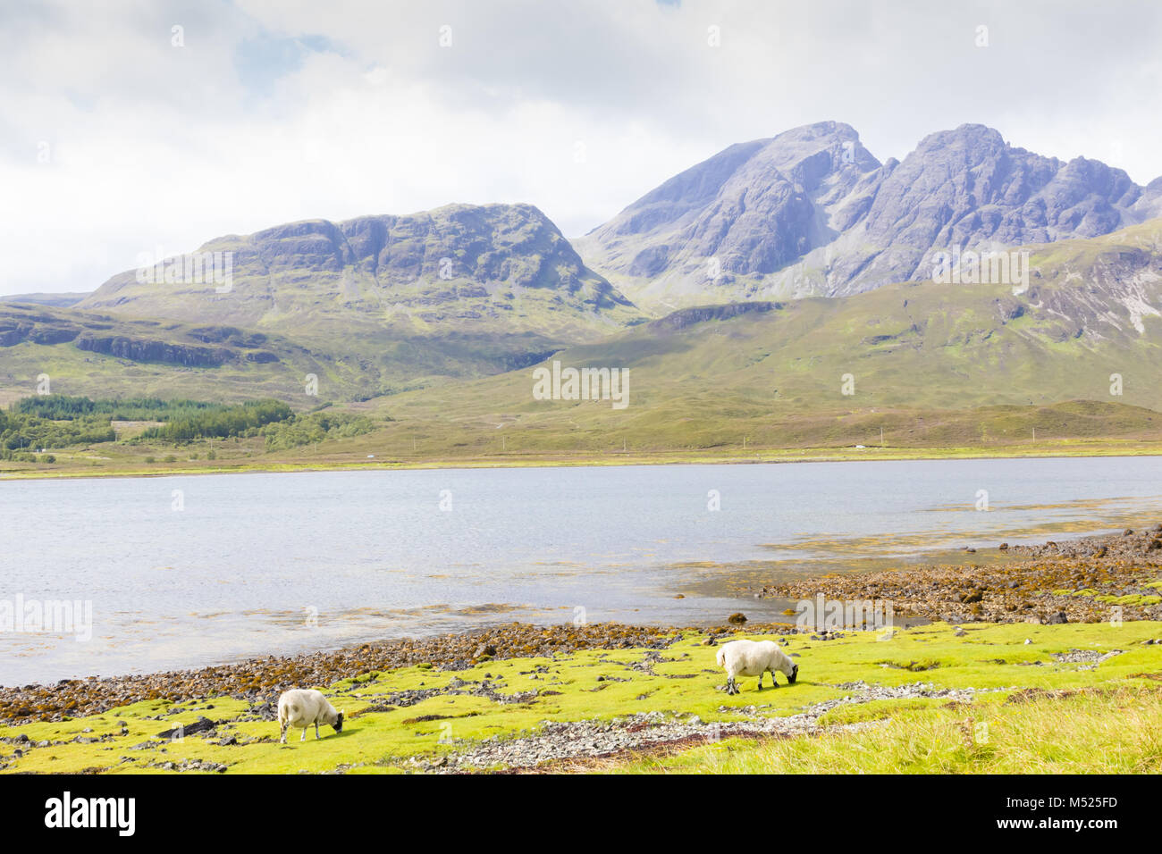 Pecora che pascola nel fiordo scozzese in estate Foto Stock