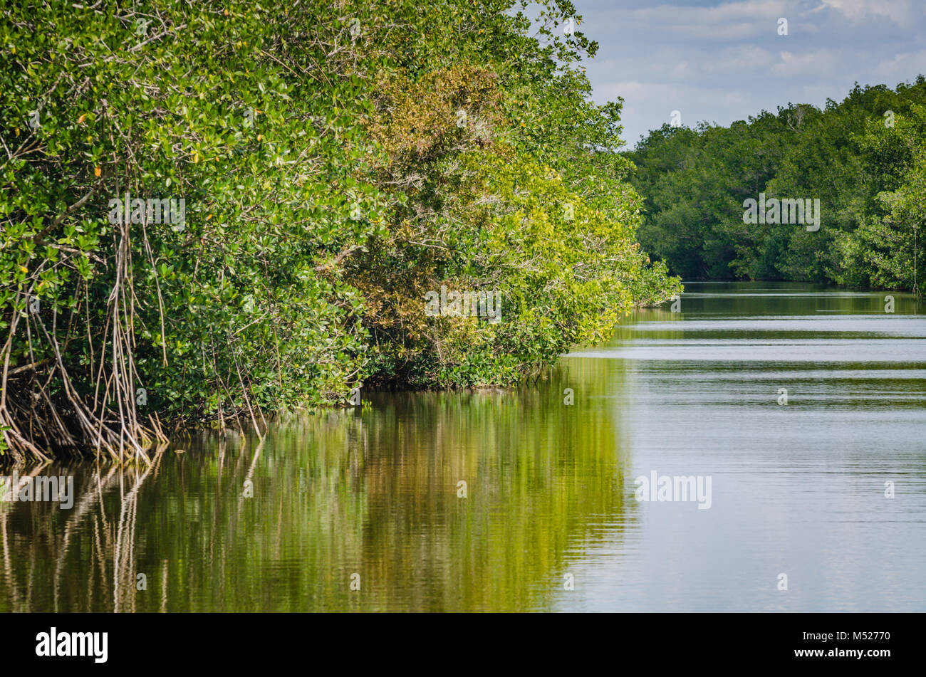 Le radici di mangrovia, raggiungendo in Biscayne Bay Lagoon a Parco nazionale Biscayne in Florida. Foto Stock