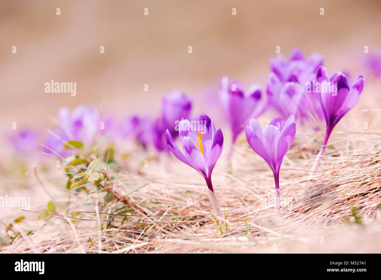 Gruppo di fiore Crocus in erba Foto Stock