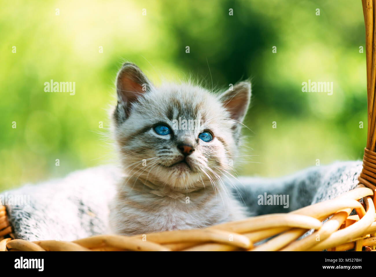 Gattino con blue ayes nel cestello Foto Stock