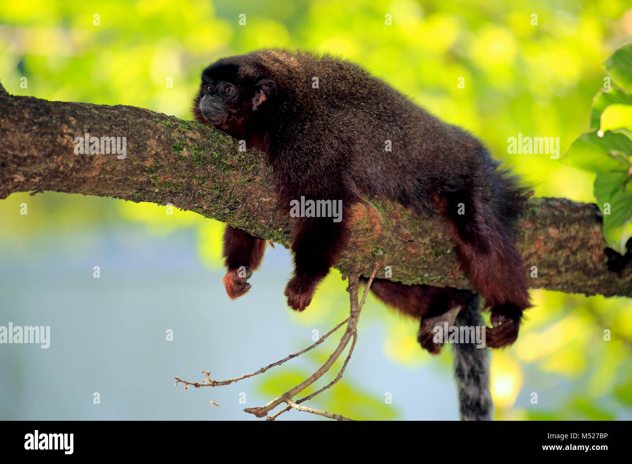Titi ramato (Plecturocebus cupreus),adulto,giacente sul ramo,appoggiata,ritratto animale,captive Foto Stock