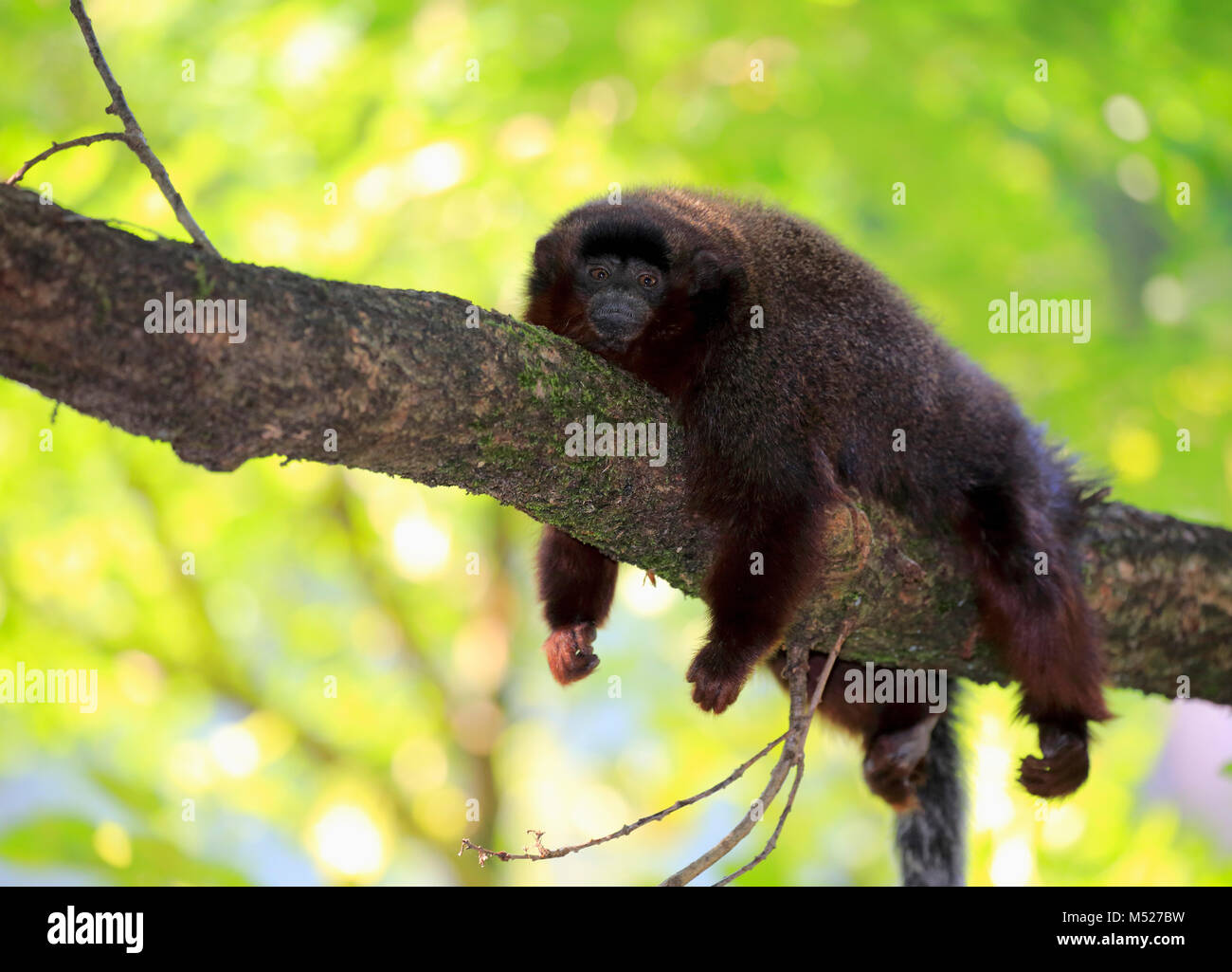 Titi ramato (Plecturocebus cupreus),adulto,giacente sul ramo,appoggiata,ritratto animale,captive Foto Stock