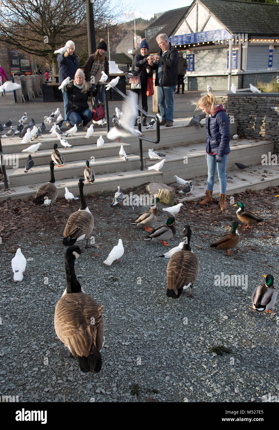 Famiglia di uccelli alimentazione Bowness on Windermere Cumbria Regno Unito Foto Stock