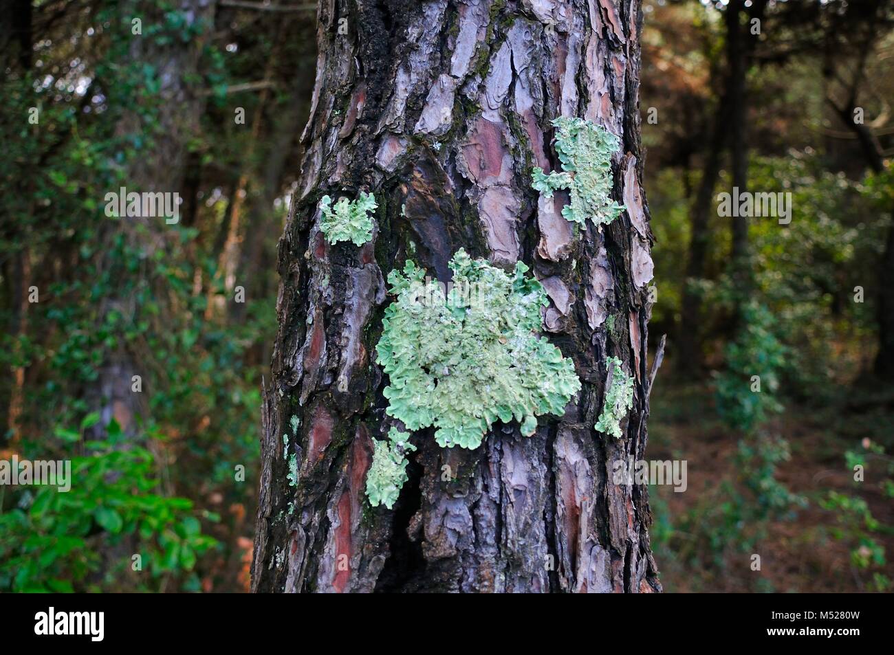 Piante verdi Foto Stock