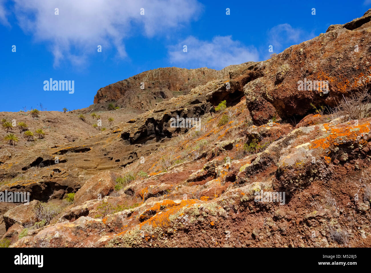 Licheni colorati sulla roccia vulcanica,Barranco de la Barca,Monte Calvario,vicino a Alajero,La Gomera,Isole Canarie,Spagna Foto Stock