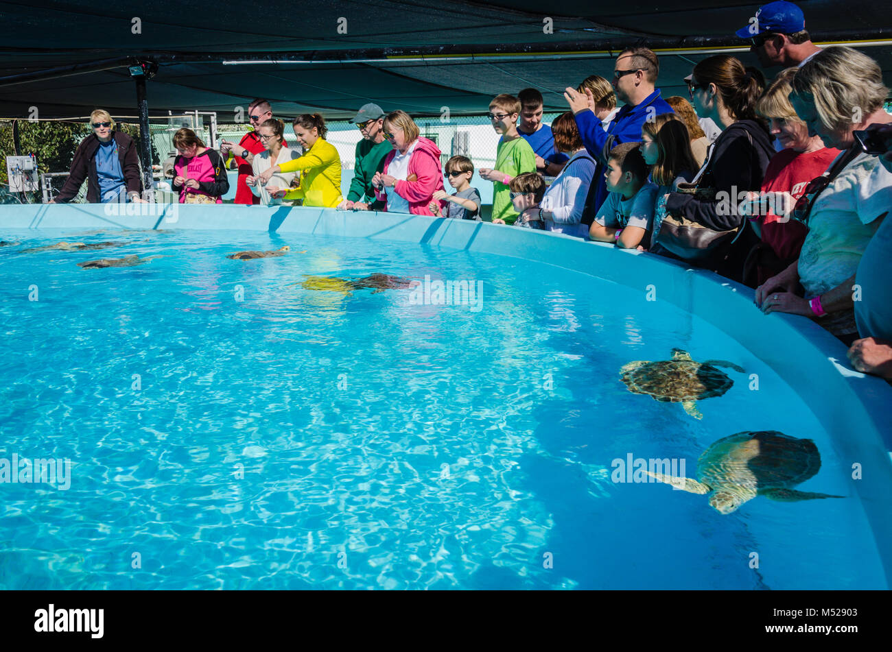 I visitatori per osservare e fotografare la riabilitazione di tartarughe di mare al Turtle Hospital, una piccola organizzazione senza scopo di lucro dedicata all'rehabilitatio Foto Stock