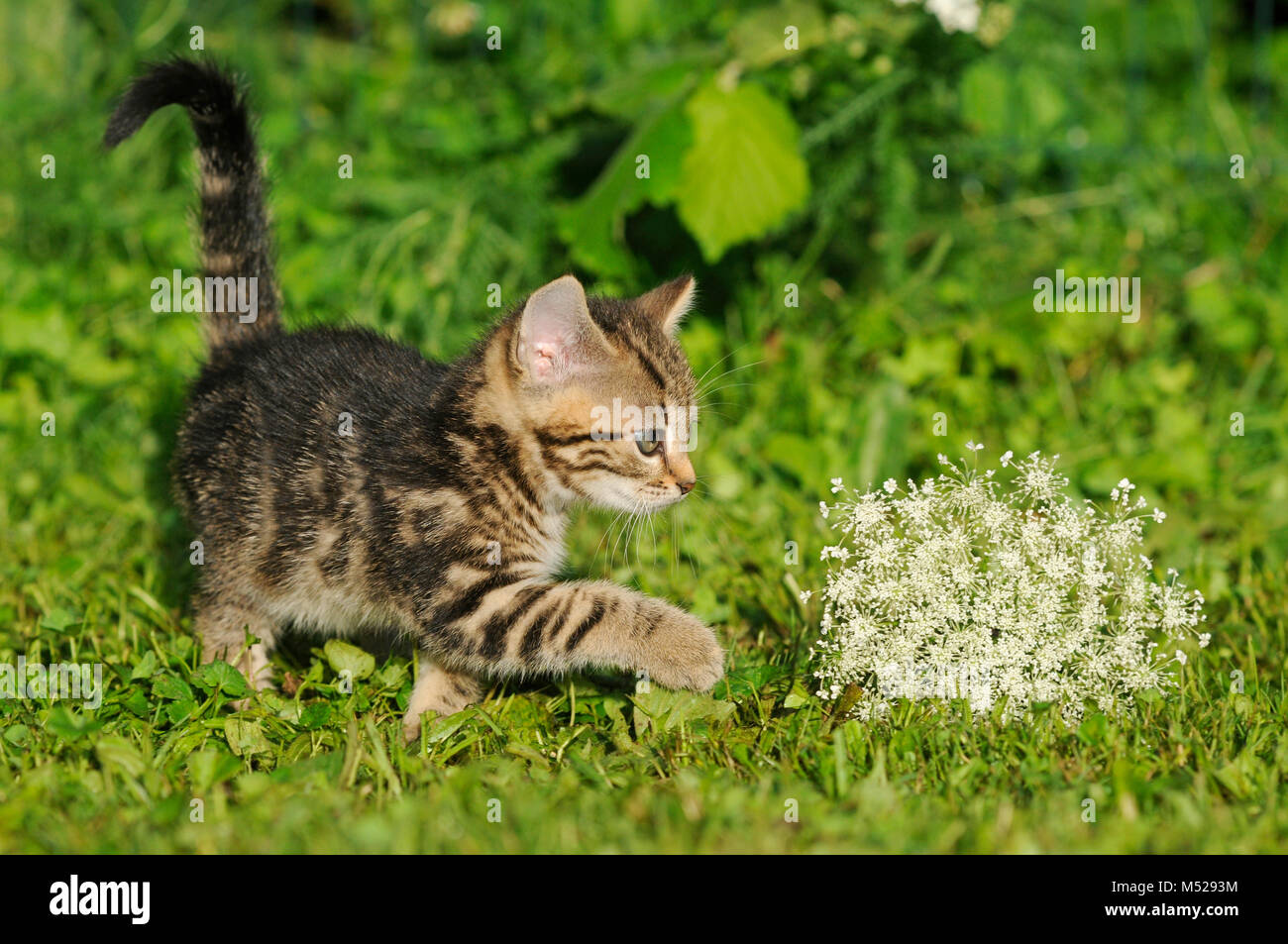 Kitten,sgombro,8 settimane,corre in un prato Foto Stock