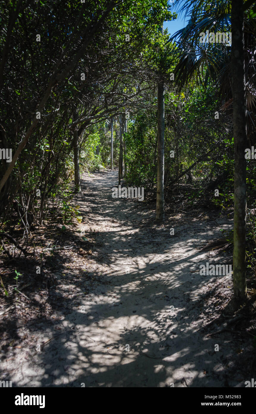 Argento Palm tree ombre sul sentiero natura di Bahia Honda State Park in Florida Keys. Foto Stock