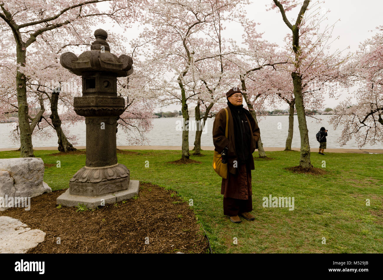 Washington, DC: monaco tibetano in posa con lanterna giapponese in un boschetto di alberi di ciliegio che al picco di primavera fioriscono accanto al bacino di marea. Foto Stock