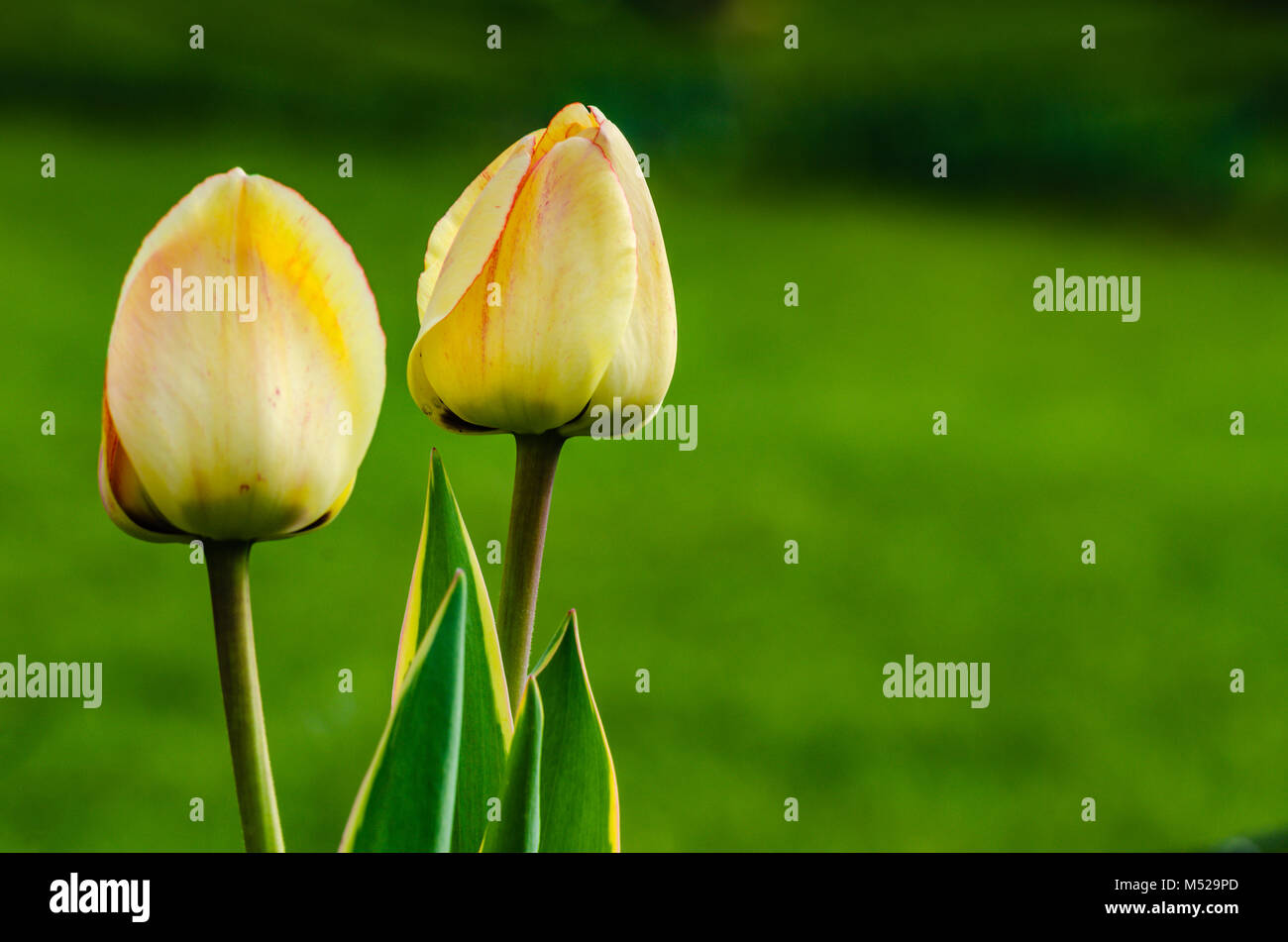 Coppia di chiusura tulipano giallo gemme isolata contro lo sfondo di colore verde. Foto Stock