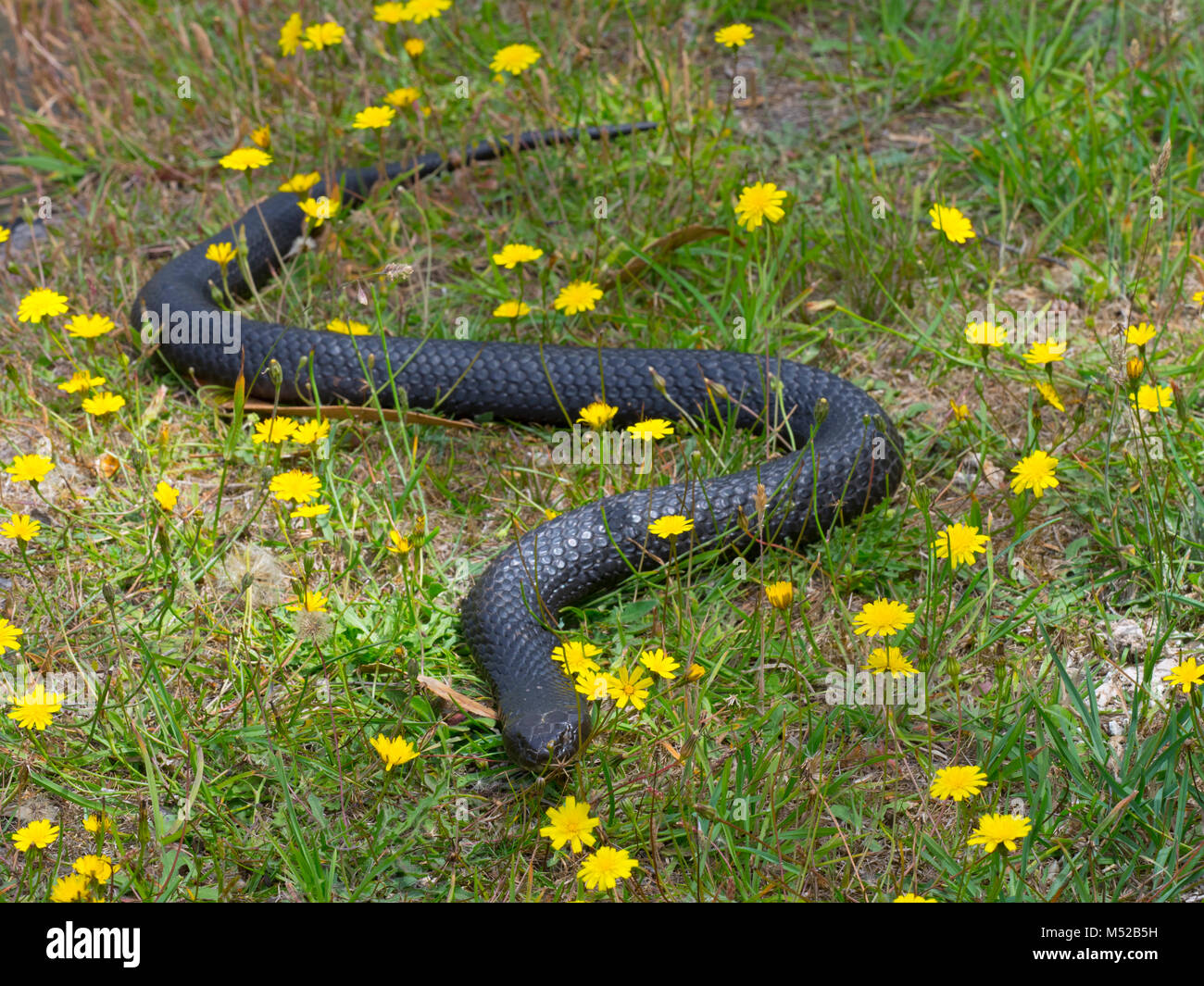 Tasmanian Tiger Snake Notechis scutatus,uno dei più serpenti velenosi sulla terra Foto Stock