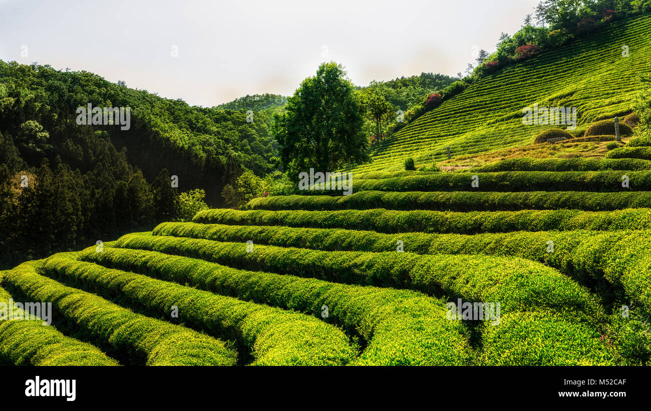 Boseong tè verde campo Foto Stock