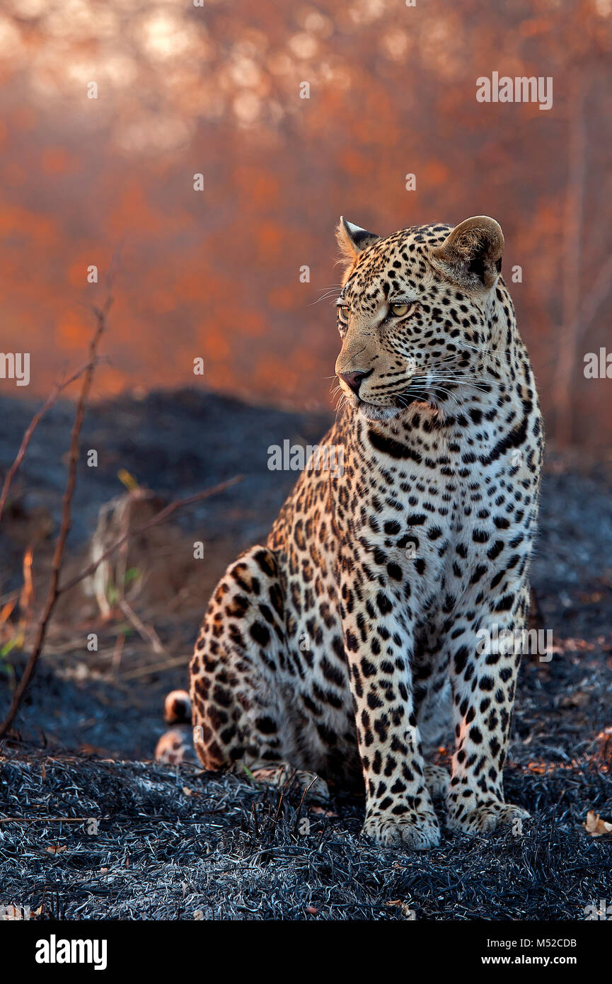 Giovane maschio leopard seduto su erba bruciata.. Foto Stock
