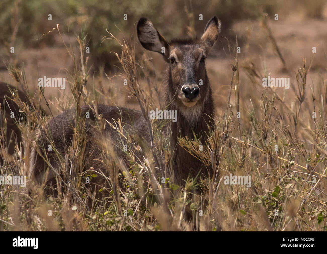 Waterbuck comune Foto Stock
