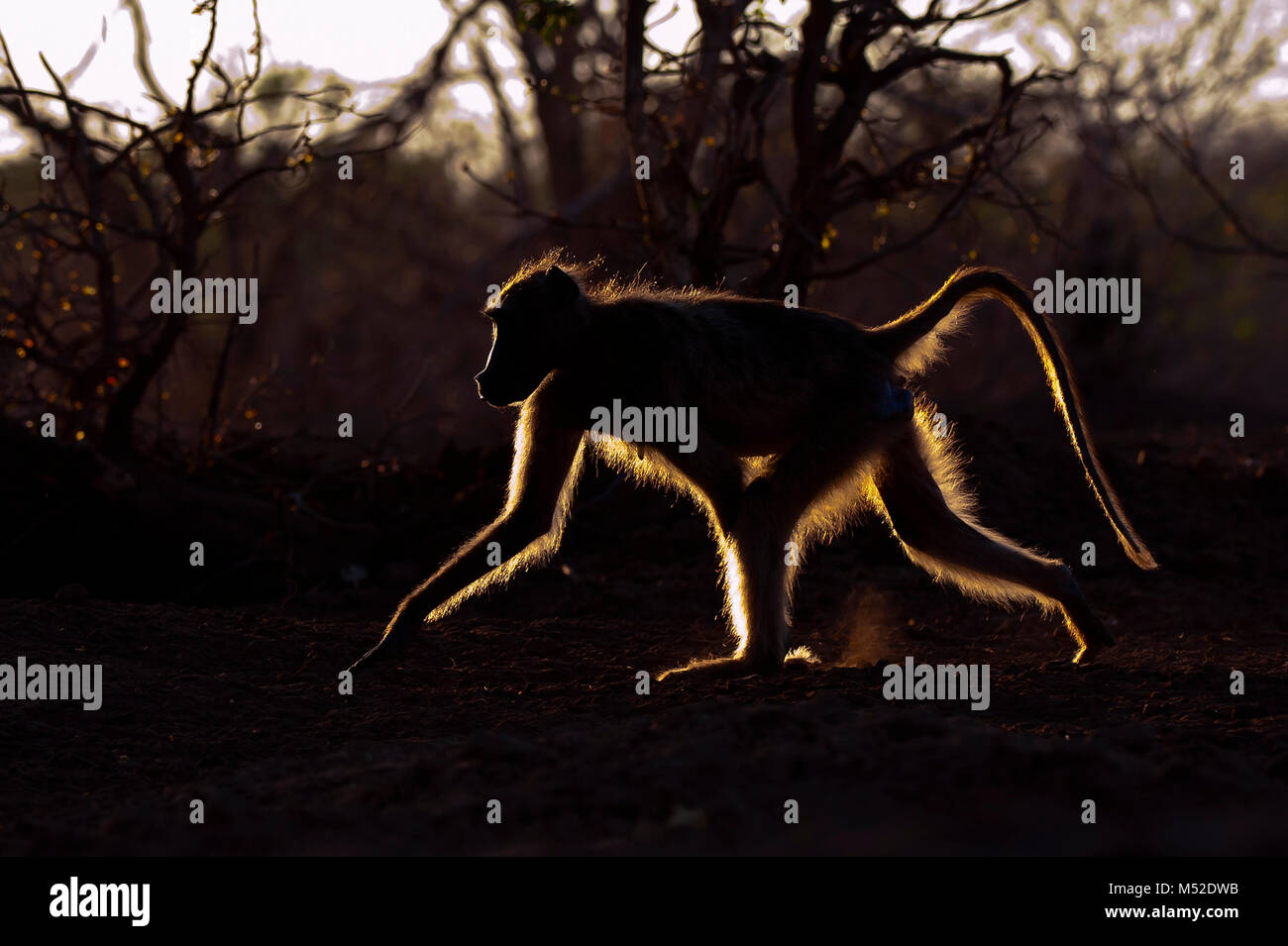 Chacma baboon a camminare nella luce dorata. Foto Stock