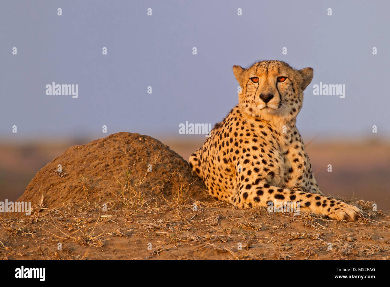 Cheetah maschio giacente sul tumulo termite. Foto Stock