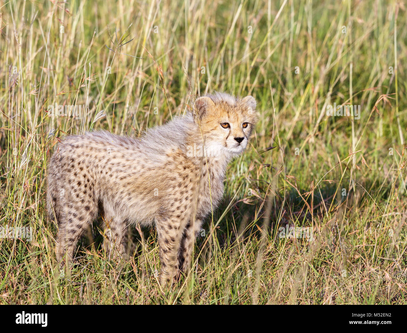 Close up di un giovane ghepardo cub Foto Stock