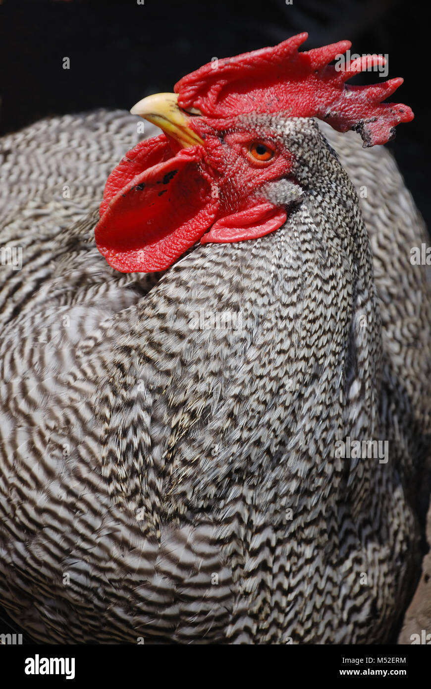 Gallo Foto Stock