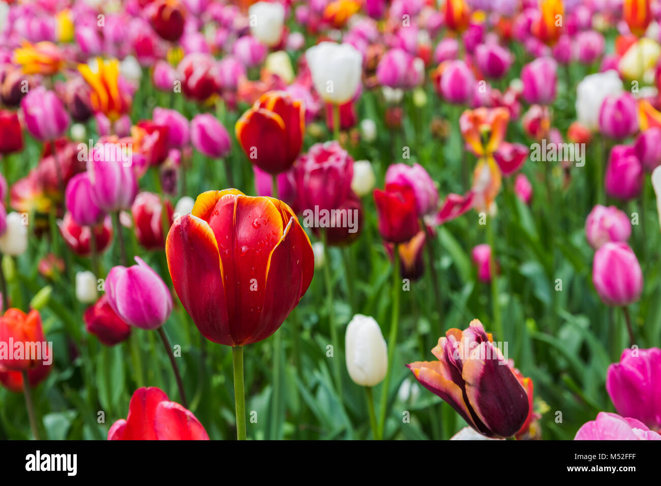 Fiori con acqua delle gocce di pioggia Foto Stock