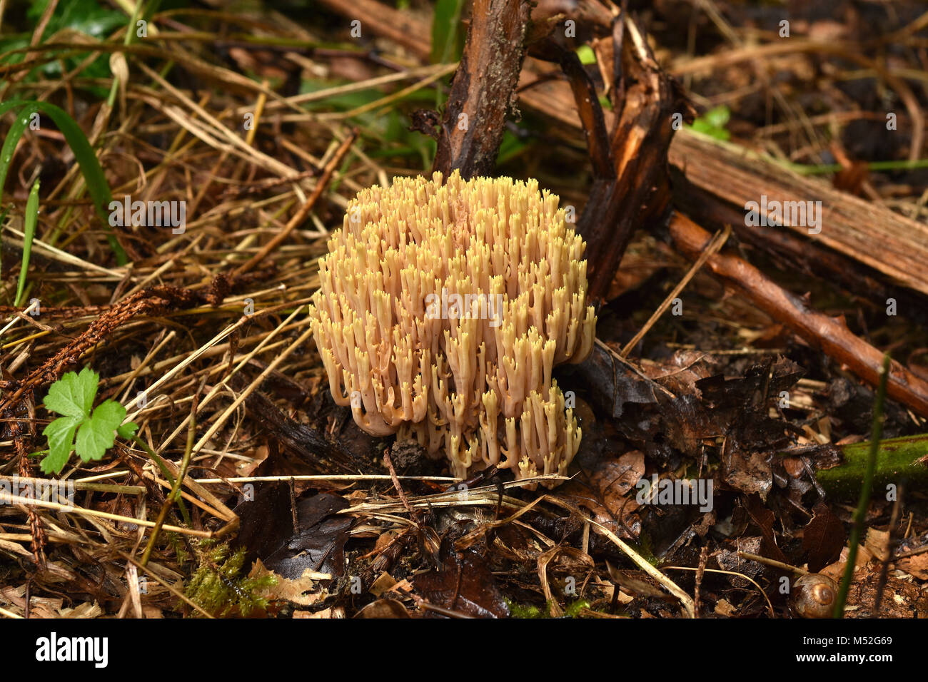 Bella clavaria; salmone; corallo corallo rosa fungo; bello clavaria; Foto Stock