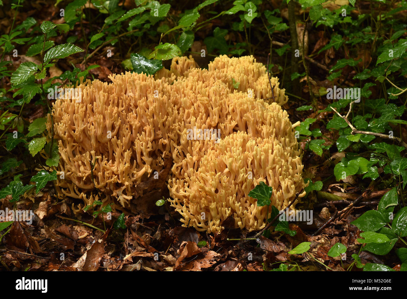 Bella clavaria; salmone; corallo corallo rosa fungo; bello clavaria; Foto Stock