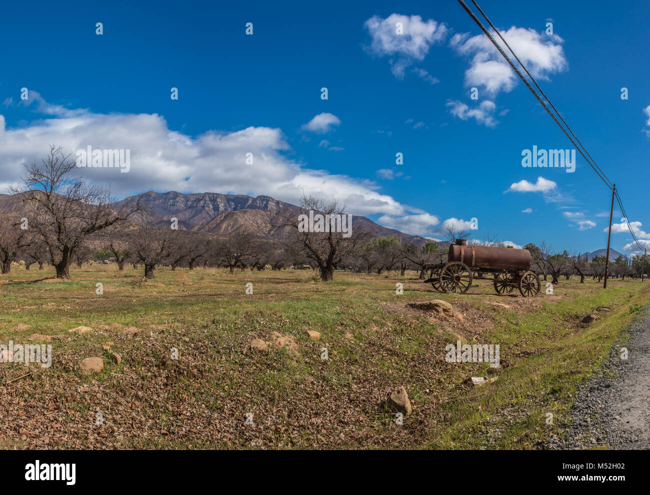 Paese di scena che mostra inverno frutteto alberi sotto nuvoloso cielo blu con Topa Topa di montagne in distanza. Foto Stock