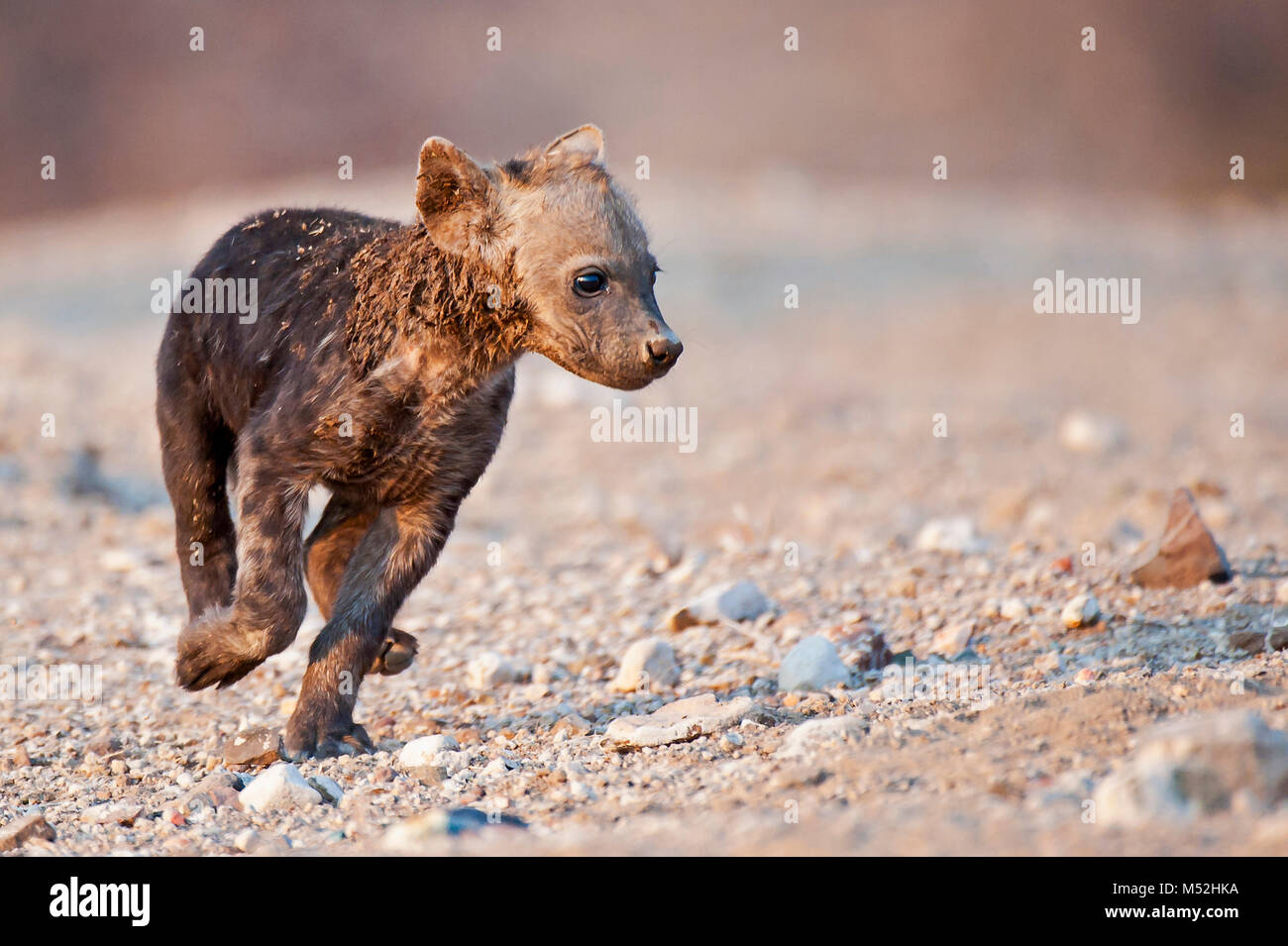 Spotted hyena cub giocando fuori den. Foto Stock