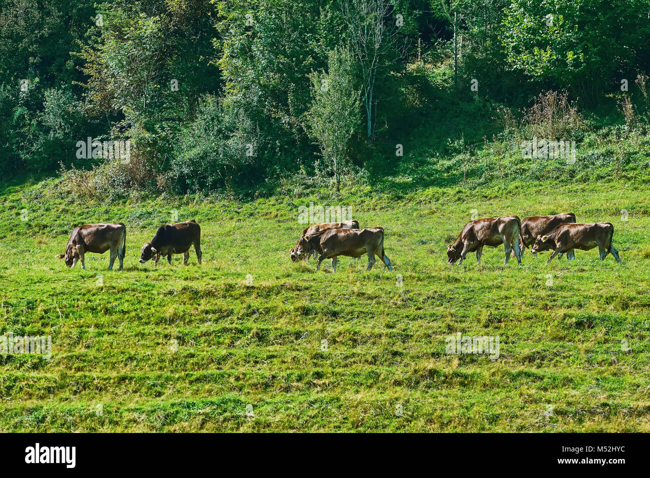 Mandria di mucche Foto Stock