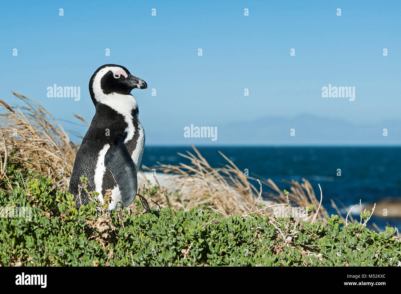 Pinguino africano Foto Stock
