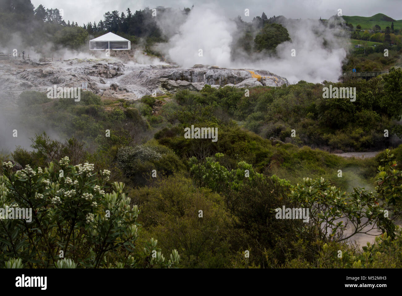 Nuova Zelanda orizzontale , vapore geotermico fluisce da Hot Springs e ventole termiche Foto Stock