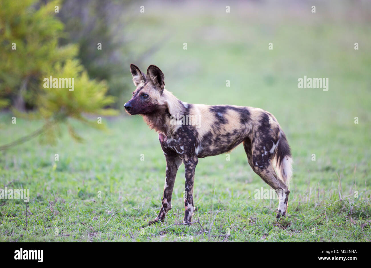 Lone cane selvatico (Lycaon pictus) Foto Stock