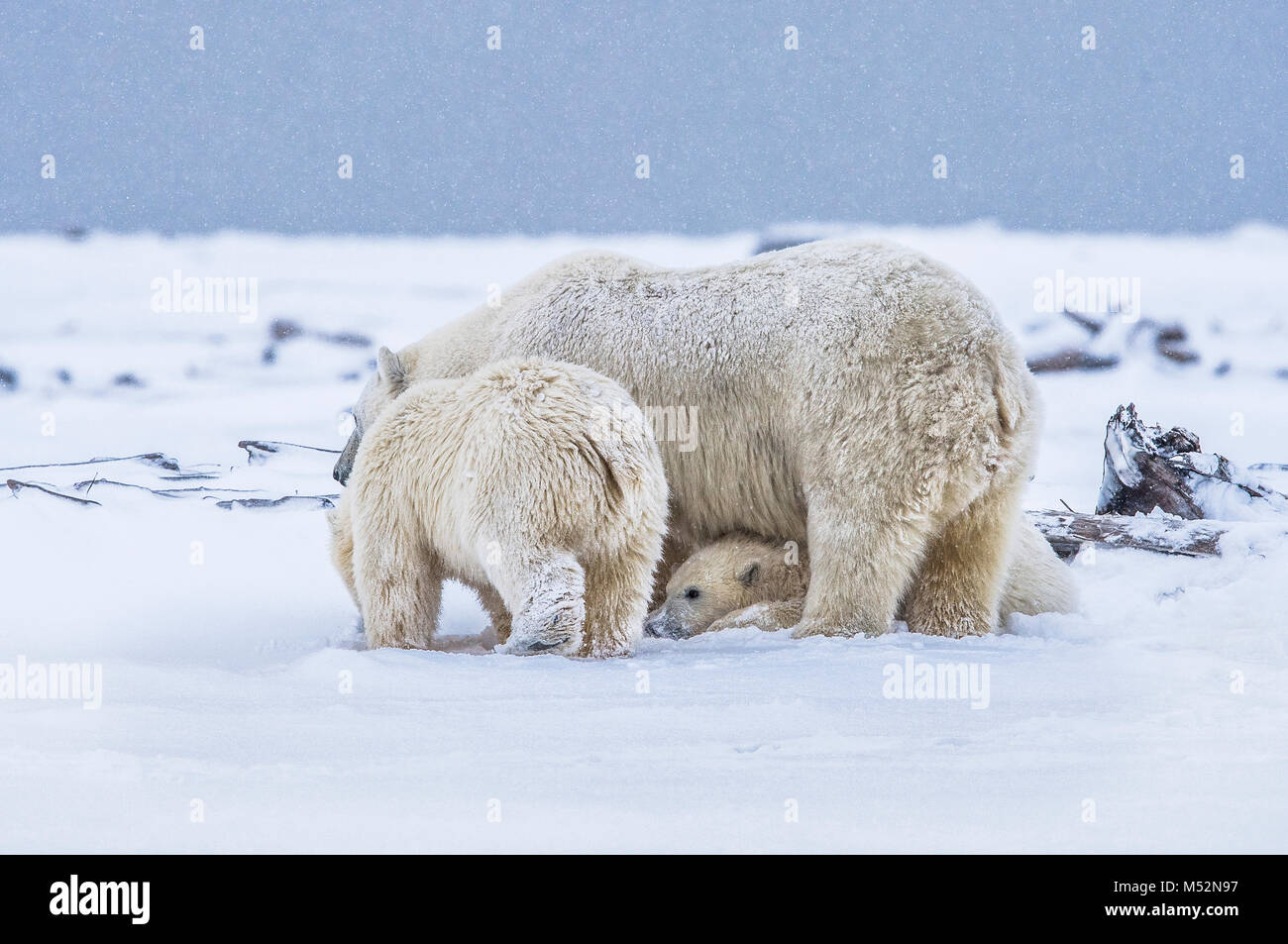 Gli orsi polari a giocare nella neve nei pressi del villaggio di Kaktovik, Isola di baratto, Alaska. Oggi la principale preoccupazione di conservazione per gli orsi polari è habita Foto Stock