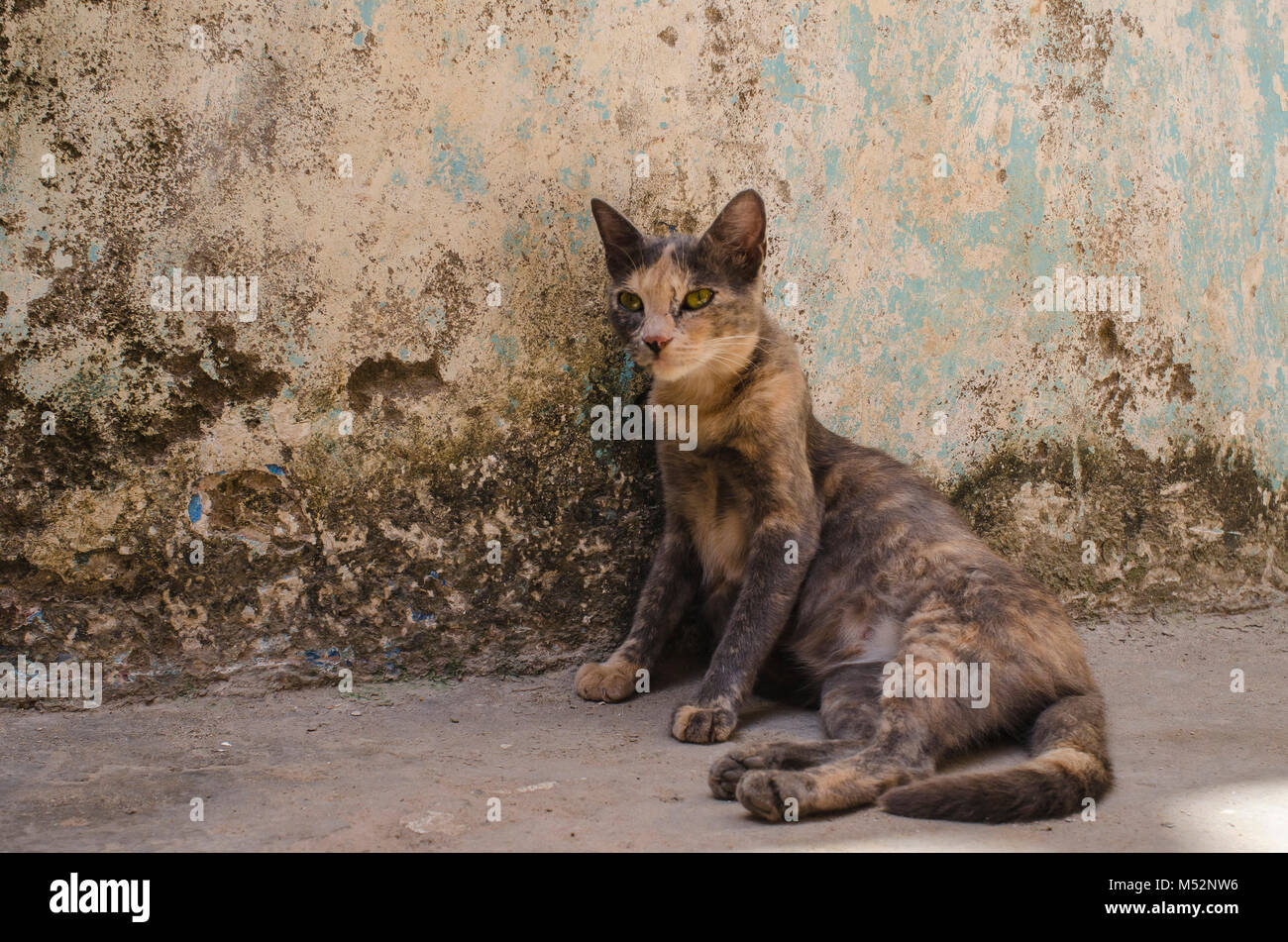 Il villaggio sull'isola di Lamu abbonda con i gatti randagi che sono una visione comune nelle sue strade strette e passaggi Foto Stock