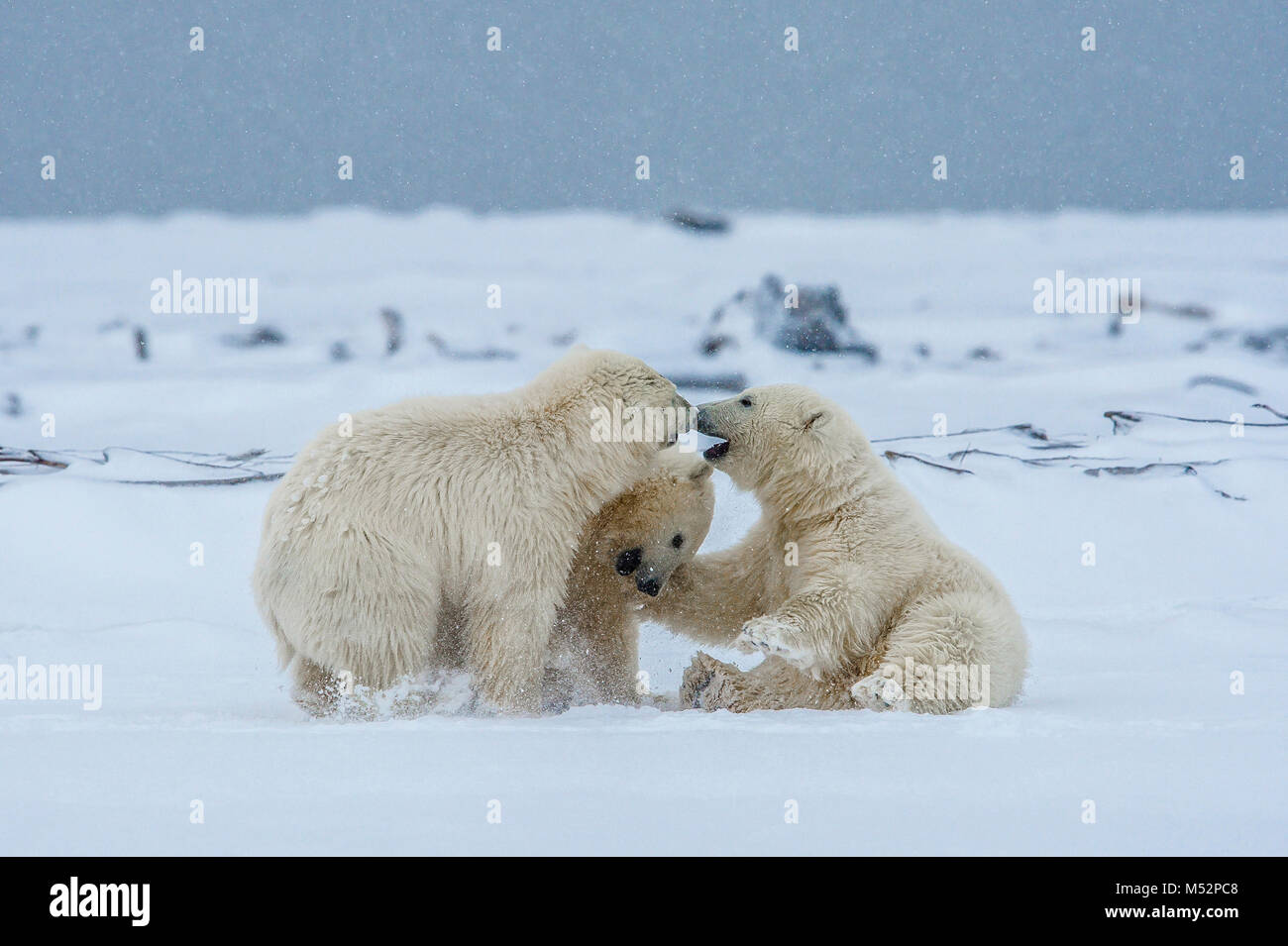Polar Bear cubs giocare nella neve fresca nei pressi del villaggio di Kaktovik, Isola di baratto, Alaska. Oggi la principale preoccupazione di conservazione per gli orsi polari è Foto Stock