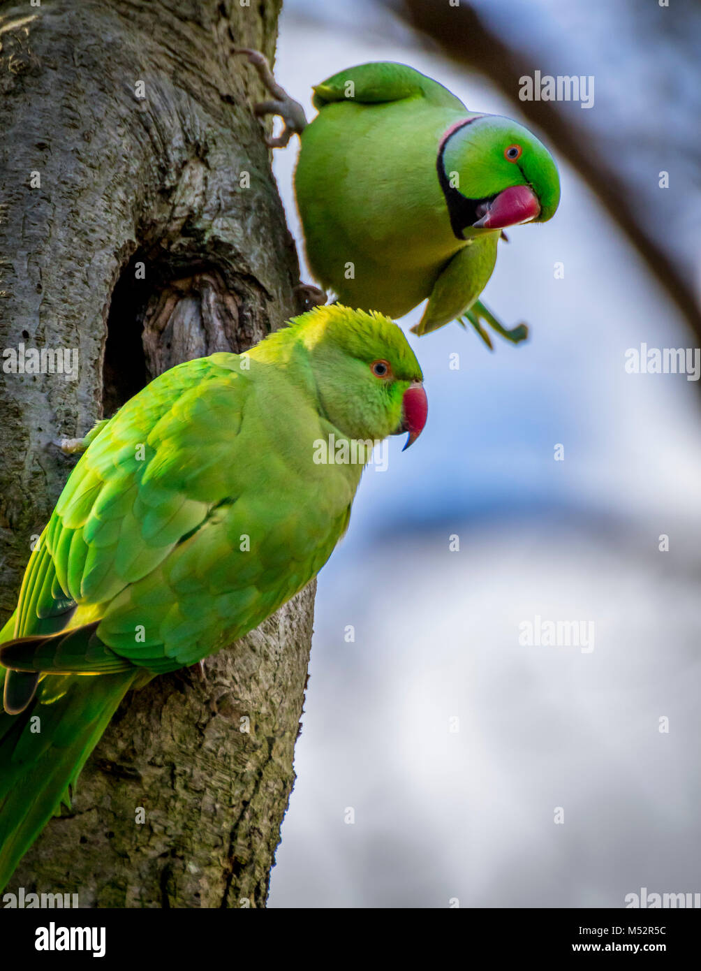 Una coppia di collo ad anello parrocchetto Foto Stock