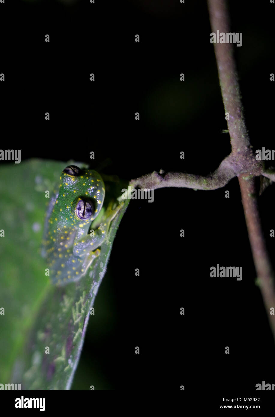 Vetro Cochranella frog Osa Peninsula Costa Rica Foto Stock