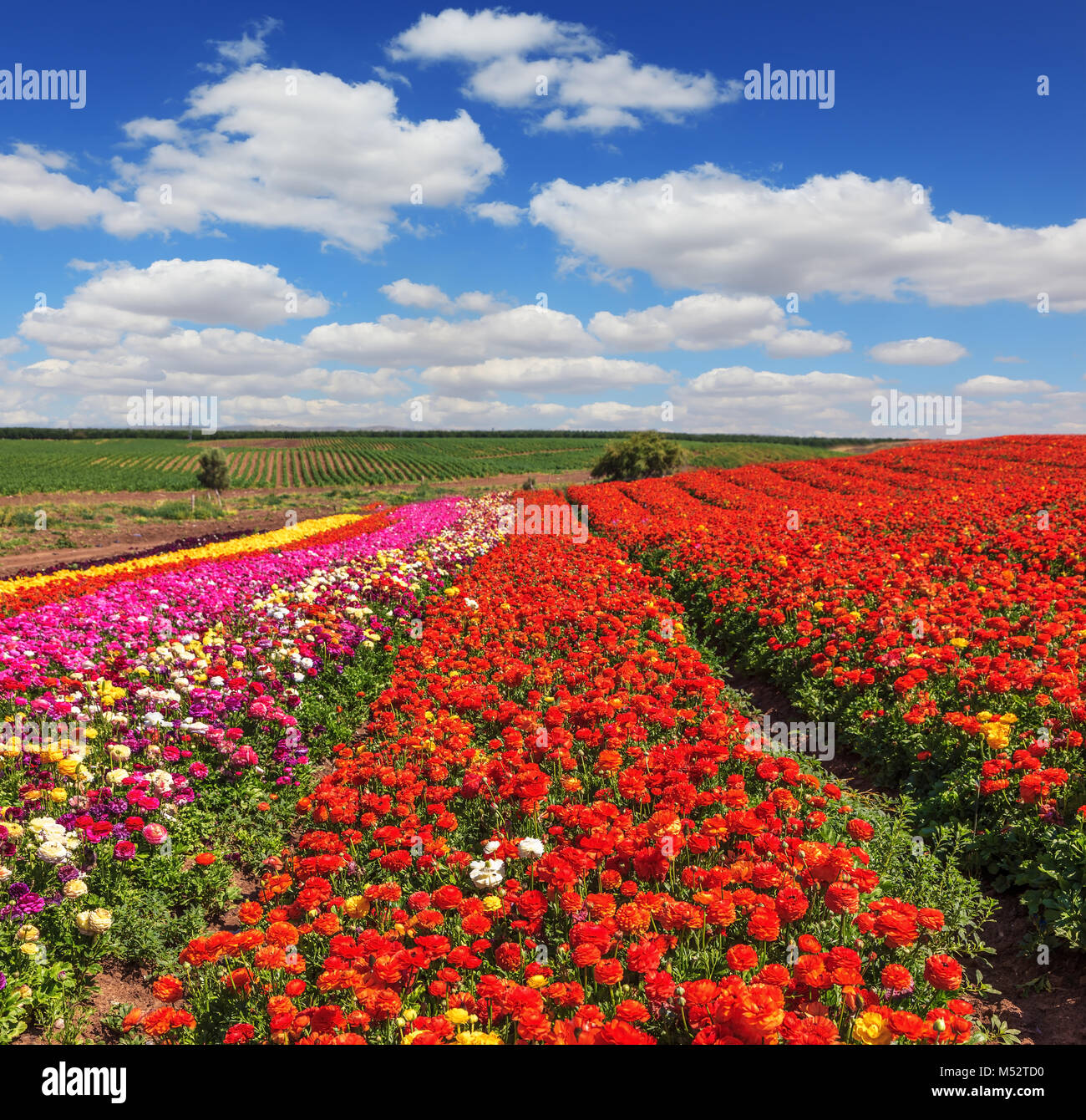 Rosso brillante campo fiore Foto Stock